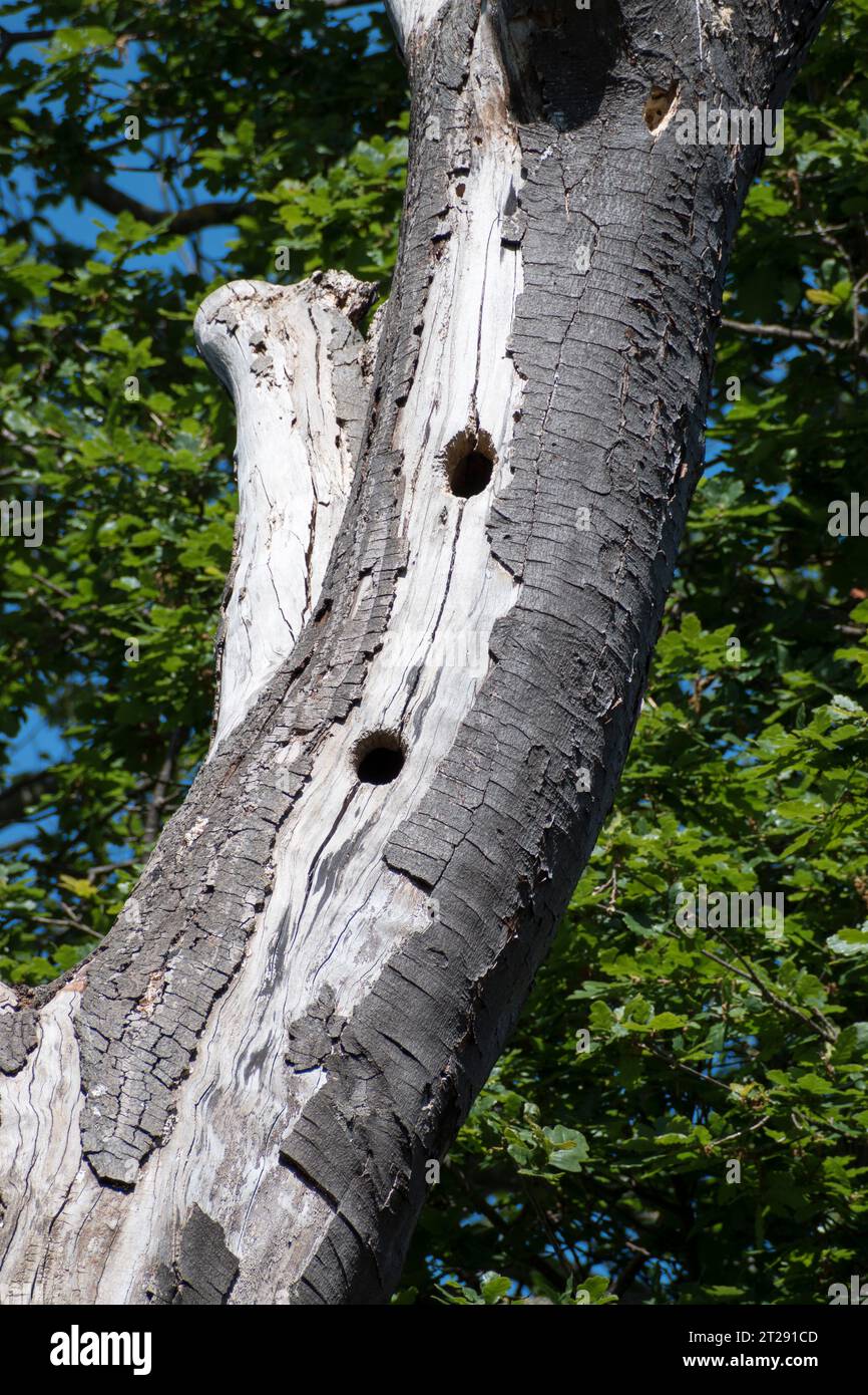 Britischer Holzspecht nistet Löcher in einer toten Birke Stockfoto