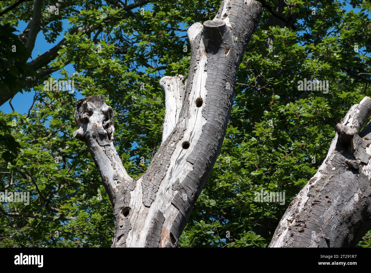 Britischer Holzspecht nistet Löcher in einer toten Birke Stockfoto