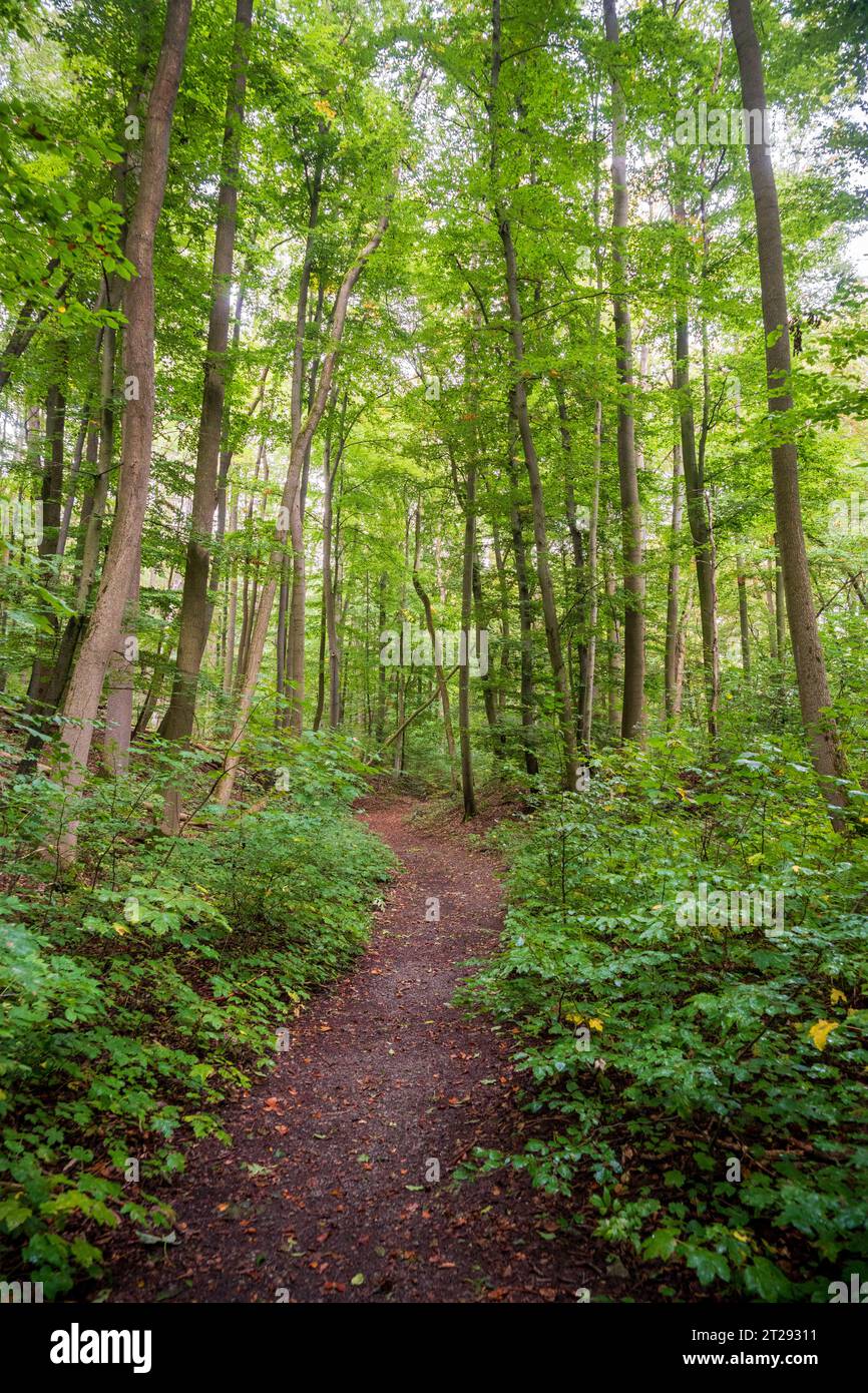 Der Nationalpark Hainich, Nationalpark in Thüringen, Deutschland Stockfoto