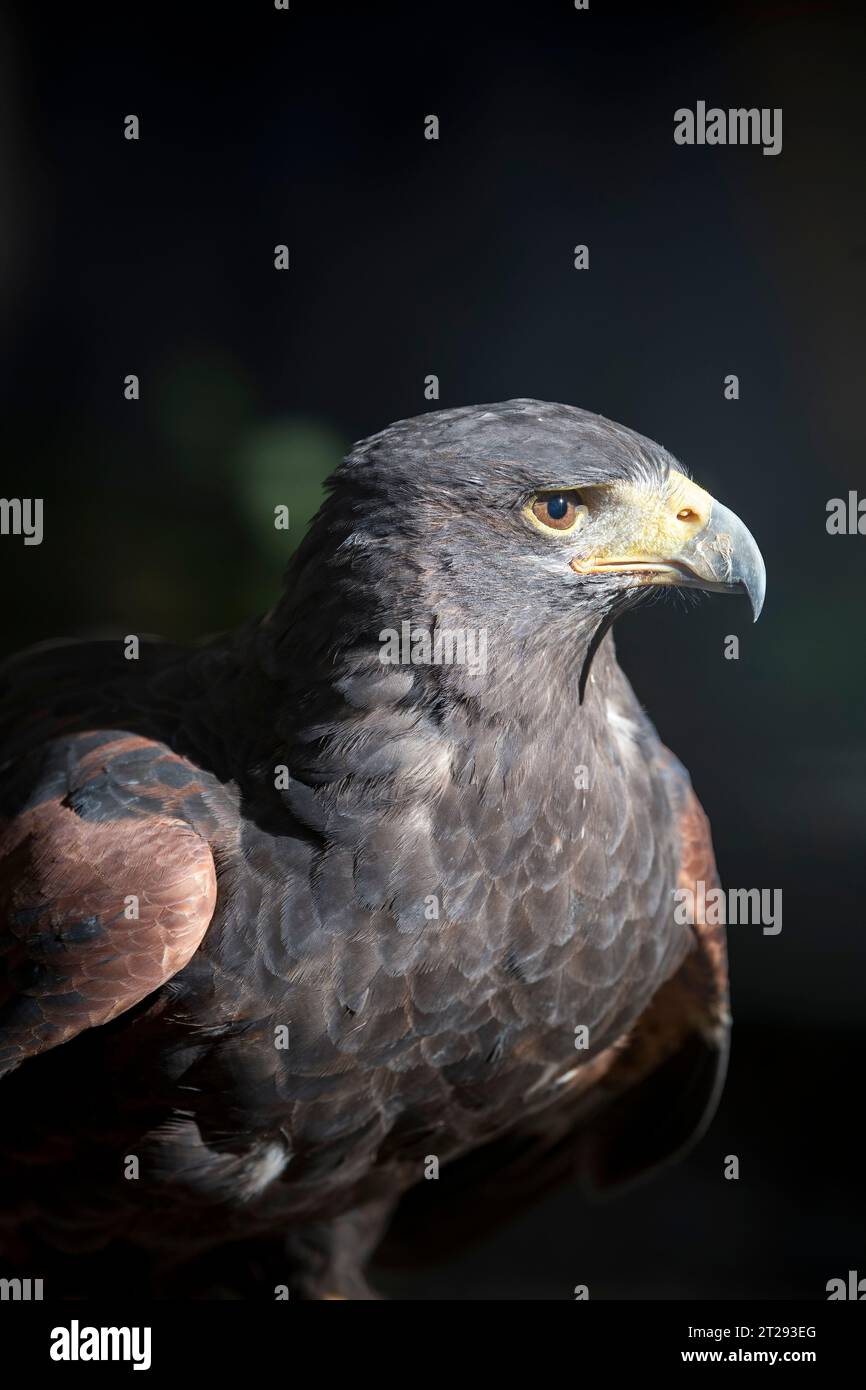 Porträt eines Harris's Falken vor dunklem Hintergrund Stockfoto
