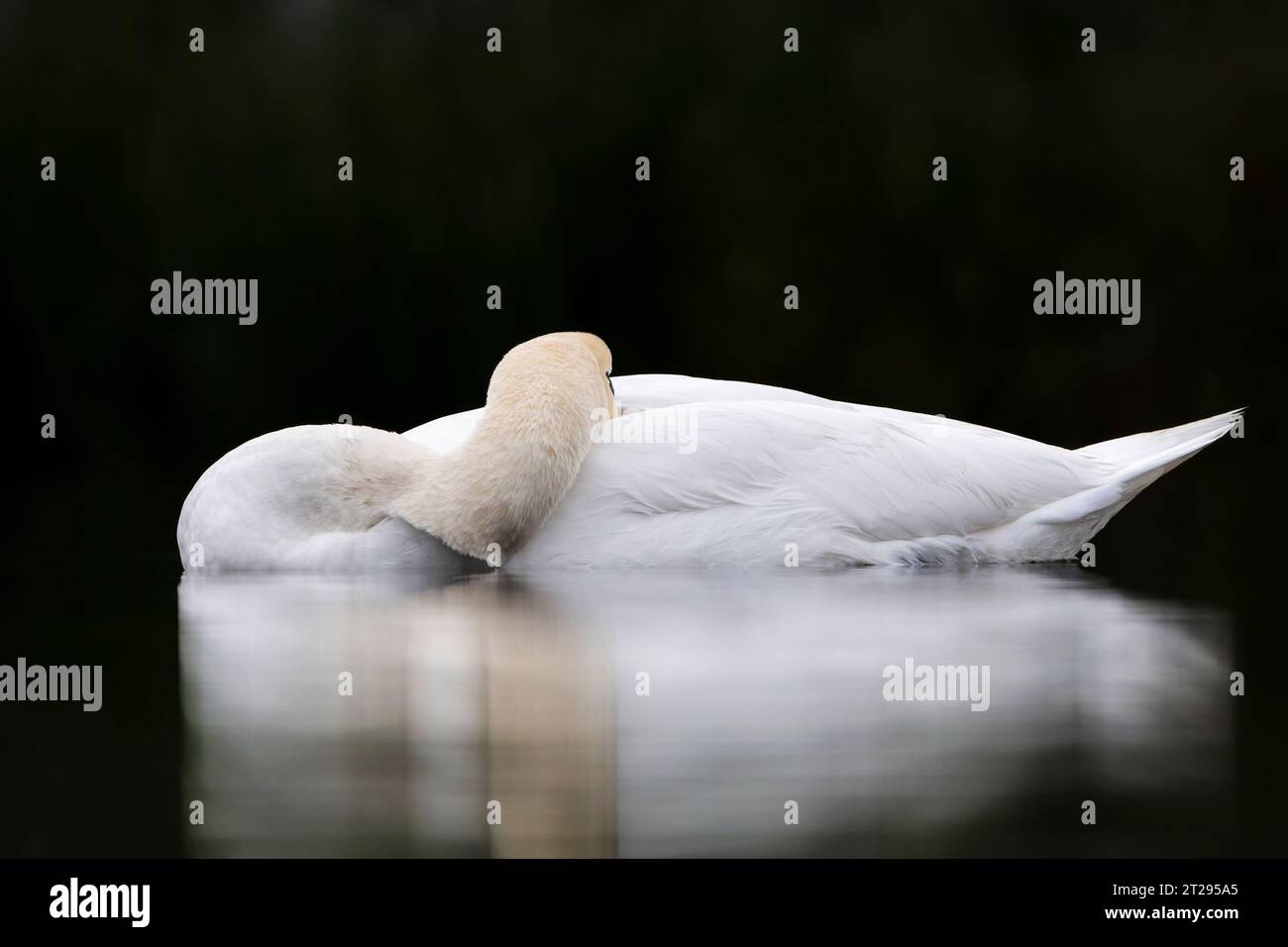 Schwan schläft auf dem Wasser Stockfoto