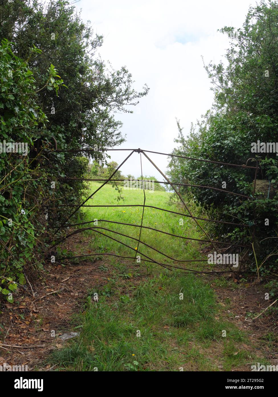 Ein gebogenes Metalltor blockiert den Weg zu einer Weide durch Büsche nahe Mousehole in Cornwall England Stockfoto