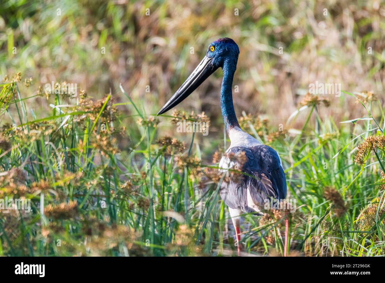 Schwarz-necked Storch (Nahrung Asiaticus) Stockfoto