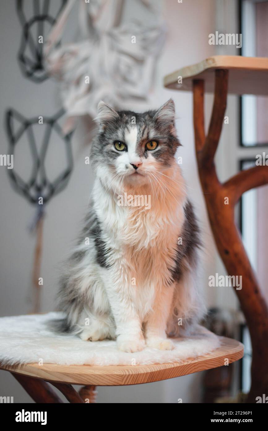 Porträt einer flauschigen Ragdoll-Katze, die in seinem Bett steht und aufmerksam beobachtet, was im Raum vor sich geht. Der neugierige Blick eines pelzigen Haustieres. Stockfoto