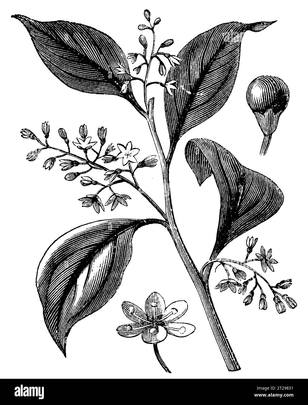 Camphora officinarum, digital restaurierte Illustration aus „The Condensed American Encyclopedia“, veröffentlicht im 19. Jahrhundert. Stockfoto