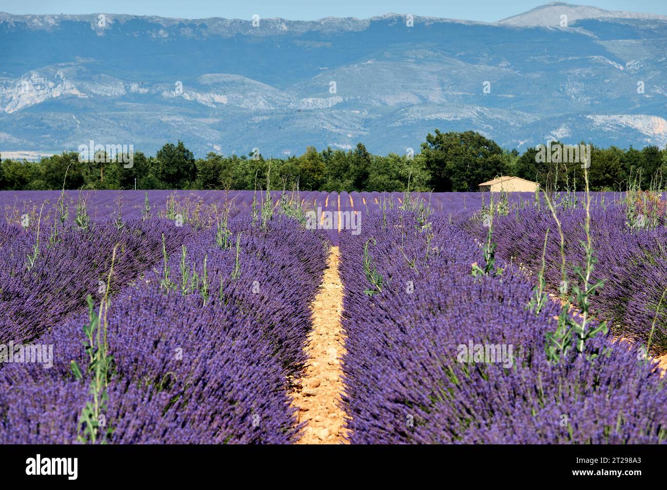 Lavendel-Feld in Valensole, Provence, Frankreich Stockfoto