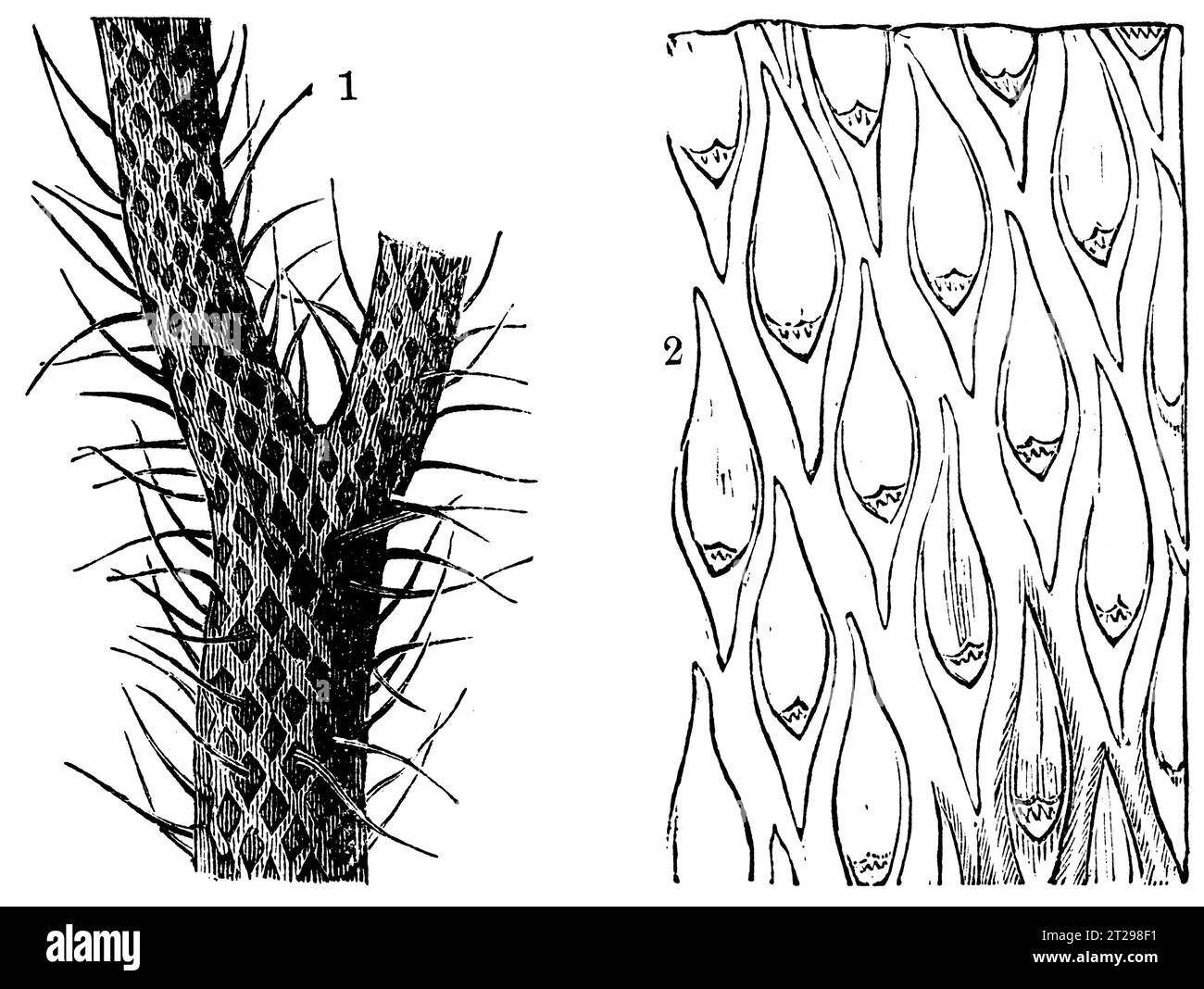 Digital restaurierte Illustration aus der „kondensierten amerikanischen Enzyklopädie“, veröffentlicht im 19. Jahrhundert. Stockfoto