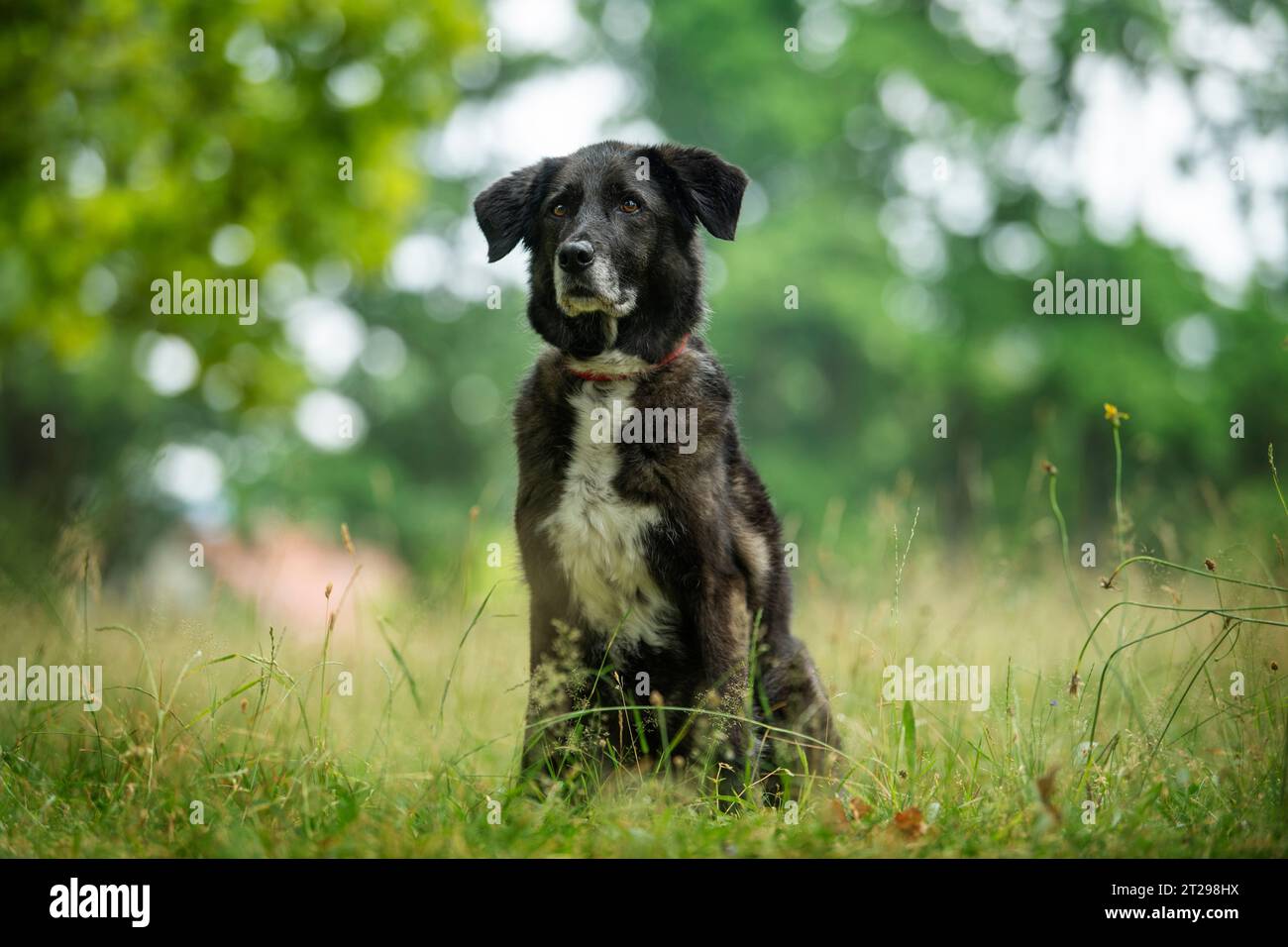Kreuzungshund auf einer Sommerwiese Stockfoto