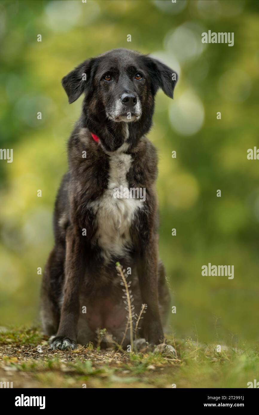 Kreuzungshund auf einer Sommerwiese Stockfoto