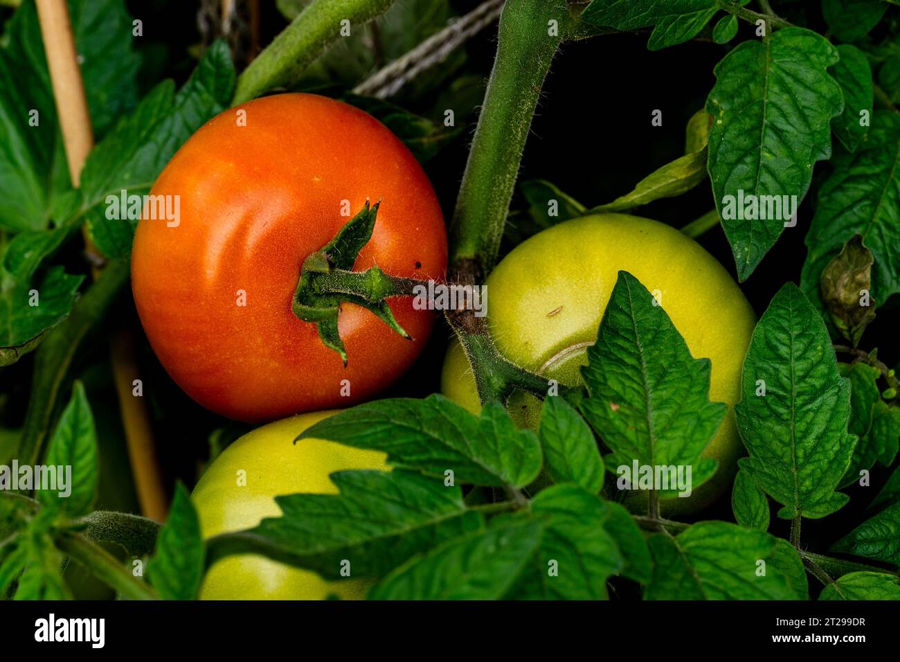 Reife rote und unreife grüne HomeGrowtomaten auf Tomatenpflanzen, die im Garten, Cambridgeshire, England, wachsen Stockfoto