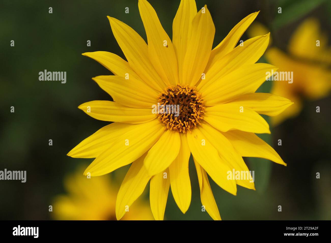 Becherpflanze (Silphium perfoliatum), Mischblume, Energiepflanze, Viehfutter, Allgaeu, Bayern, Deutschland Stockfoto