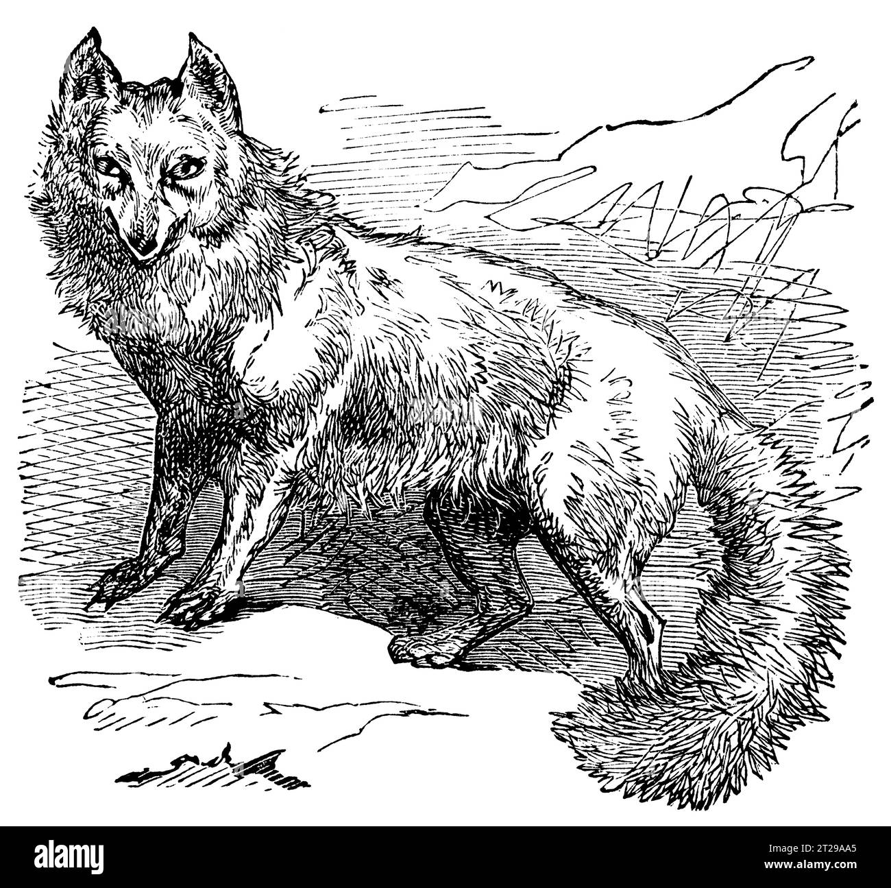 Vulpes lagopus, digital restauriert aus der 1882 veröffentlichten kondensierten amerikanischen Enzyklopädie. Stockfoto