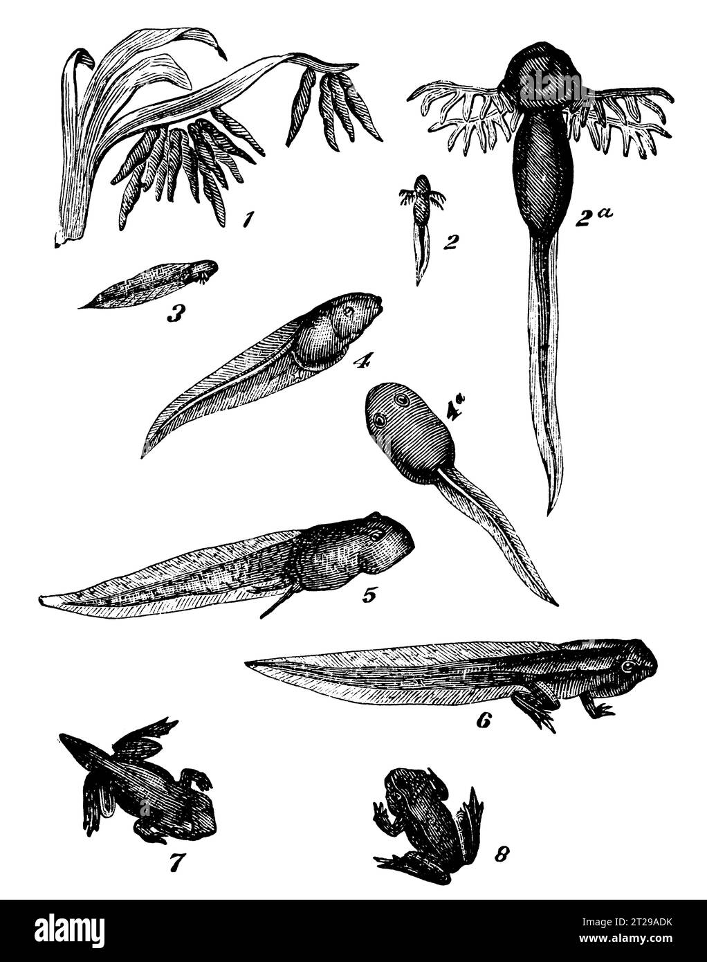 Digital restauriert aus der 1882 erschienenen kondensierten amerikanischen Enzyklopädie. Stockfoto