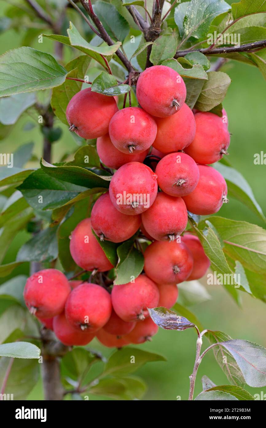 Zierapfelbaum (Malus Evereste), Zweig mit kleinen roten Äpfeln, Nordrhein-Westfalen, Deutschland Stockfoto