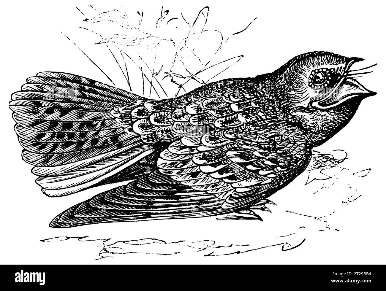 Digital restauriert aus der 1882 erschienenen kondensierten amerikanischen Enzyklopädie. Stockfoto