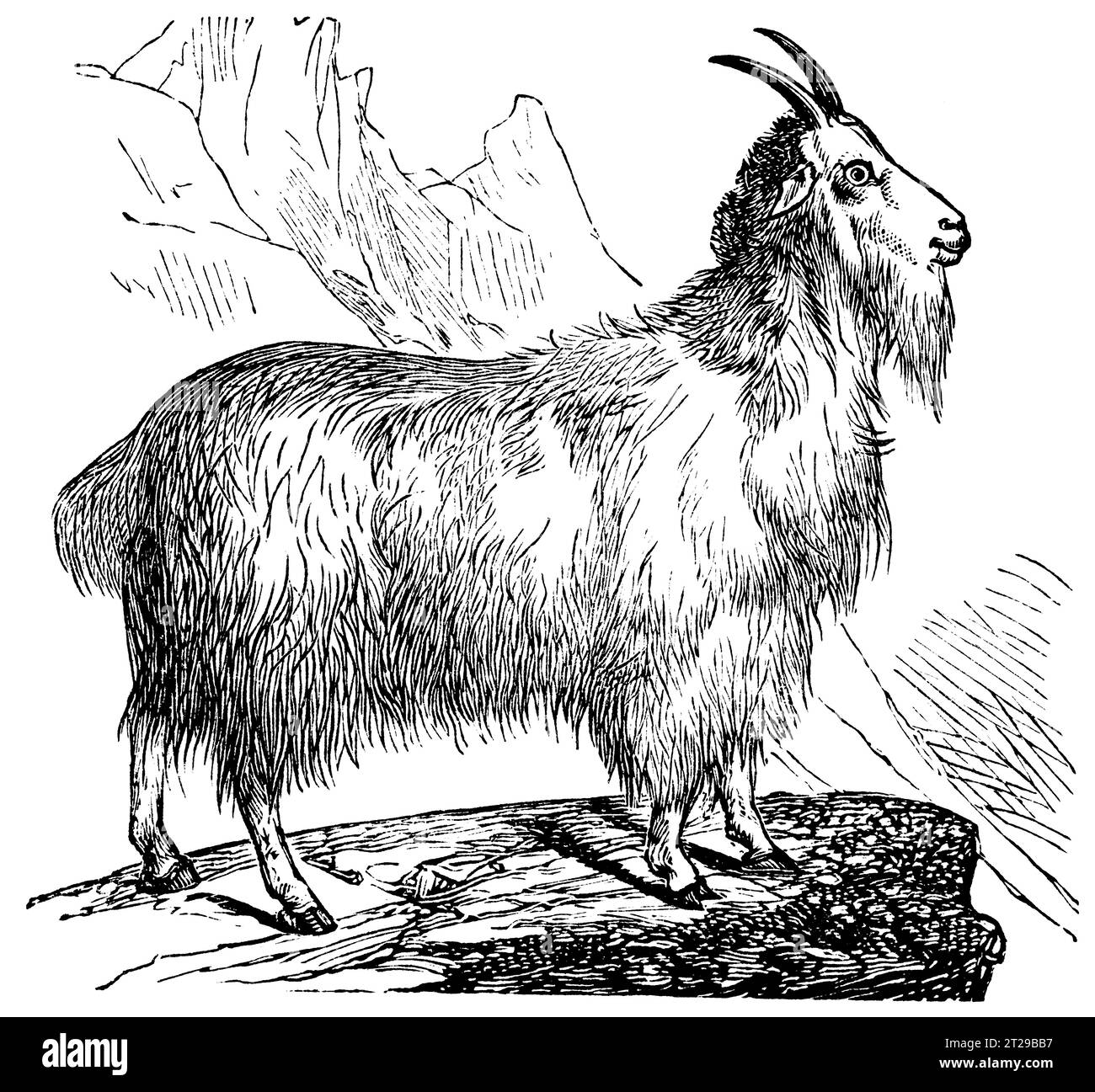 Oreamnos americanus, digital restauriert aus der 1882 veröffentlichten kondensierten amerikanischen Enzyklopädie. Stockfoto