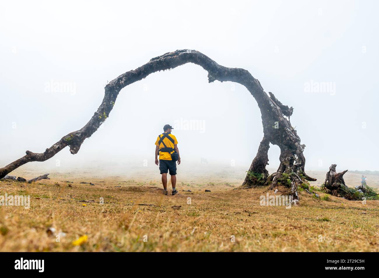 Fanalwald mit Nebel auf Madeira, tausendjährige Lorbeerbäume, ein junger Mann im Bogen eines Baumes Stockfoto