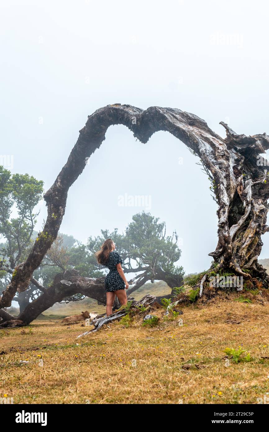 Fanalwald mit Nebel auf Madeira, tausendjährige Lorbeerbäume, eine junge Frau im Bogen eines umgestürzten Baumes Stockfoto