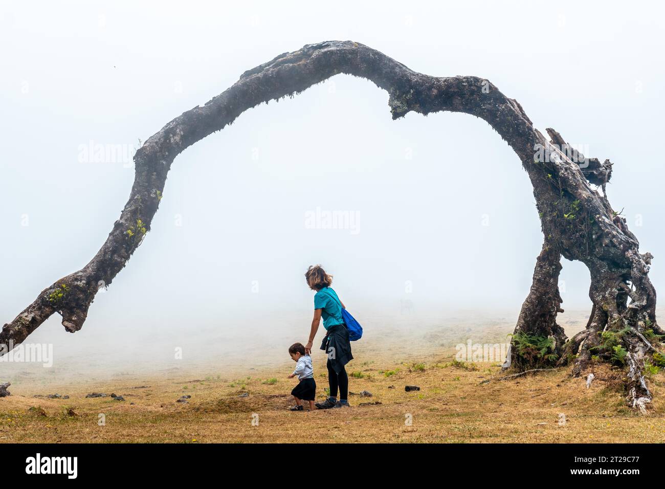 Fanalwald mit Nebel auf Madeira, tausendjährige Lorbeerbäume, eine Mutter, die mit ihrem Baby unter einem Baum läuft Stockfoto