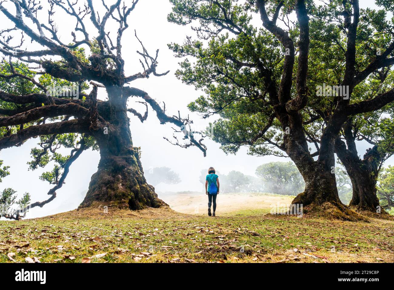 Fanalwald mit Nebel auf Madeira, junger Mann neben Lorbeerbäumen am Morgen, mystisch, geheimnisvoll Stockfoto