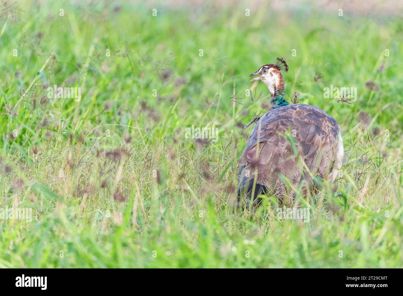 Indischer Pfauz (Pavo cristatus), auch bekannt als gewöhnlicher Pfauz, und blauer Pfauz, weiblich. Stockfoto