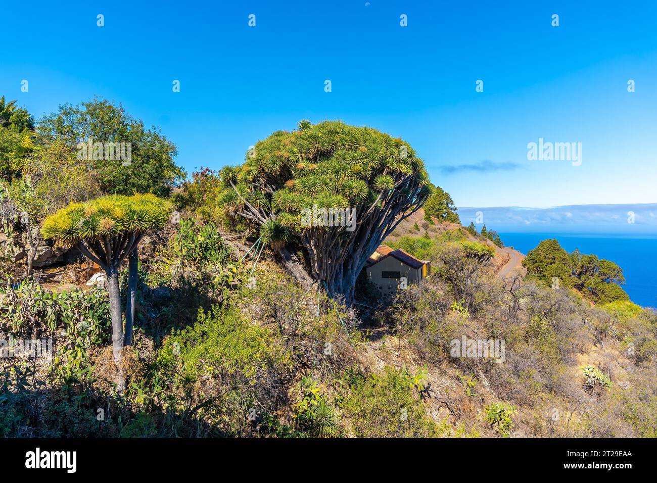 Las tricias Trail und seine schönen Drachenbäume in der Stadt Garafia im Norden der Insel La Palma, Kanarische Inseln Stockfoto