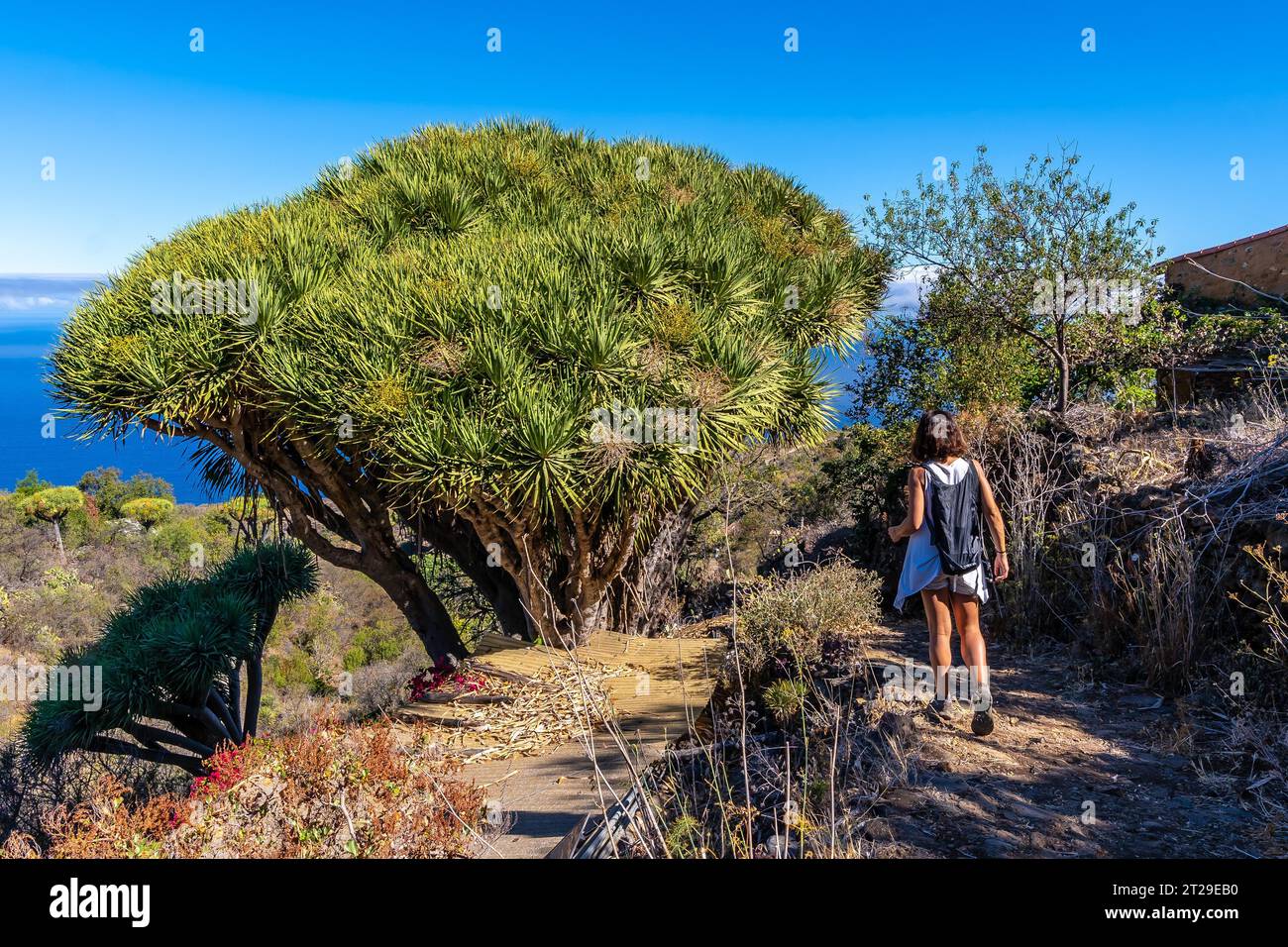 Las tricias Trail und seine schönen Drachenbäume in der Stadt Garafia im Norden der Insel La Palma, Kanarische Inseln Stockfoto