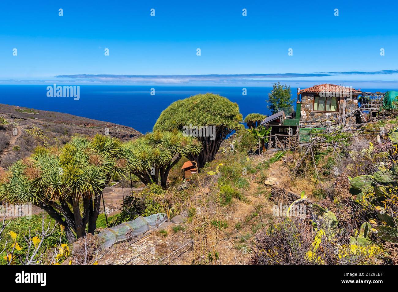 Las tricias Trail und seine schönen Drachenbäume in der Stadt Garafia im Norden der Insel La Palma, Kanarische Inseln Stockfoto