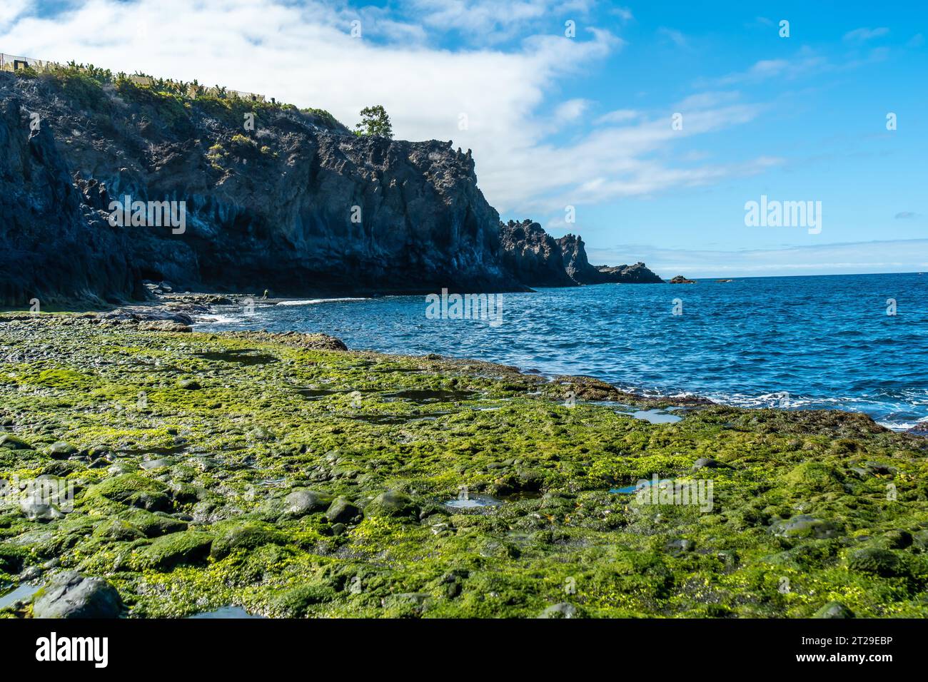 Grüne Meeresvegetation am Strand Charco Verde auf der Insel La Palma im Sommer. Kanarische Inseln spanien Stockfoto