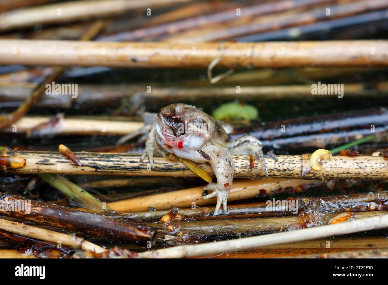 Frosch ohne Kopf nach dem Angriff durch eine Grasschlange (Natrix natrix) befreit sich der Frosch aus dem Mund einer Grasschlange und reißt ihm den Kopf ab Stockfoto