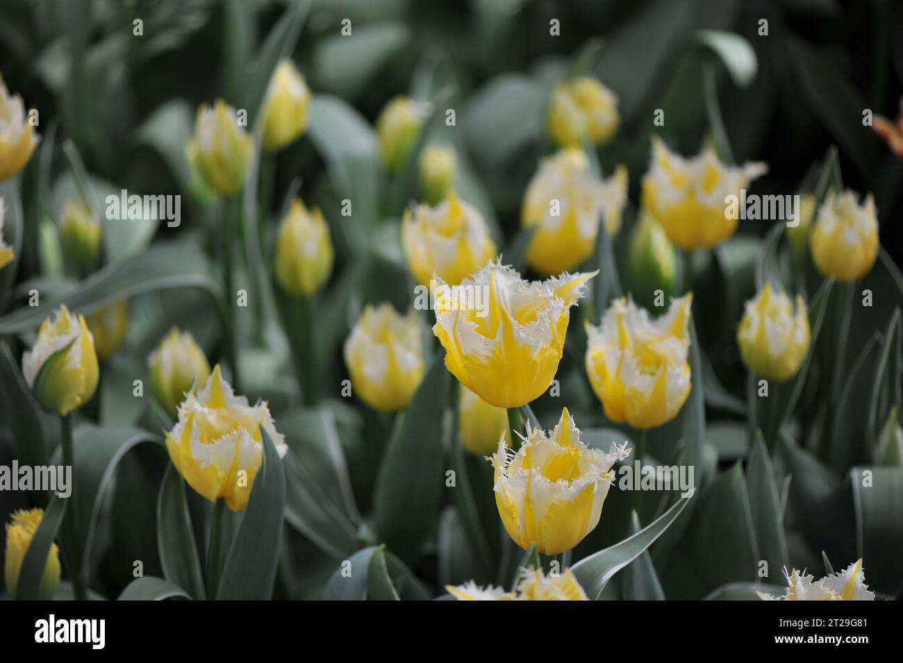 Gelb-weiß gesäste Tulpen (Tulipa) brennende Flamme blühen im April in einem Garten Stockfoto