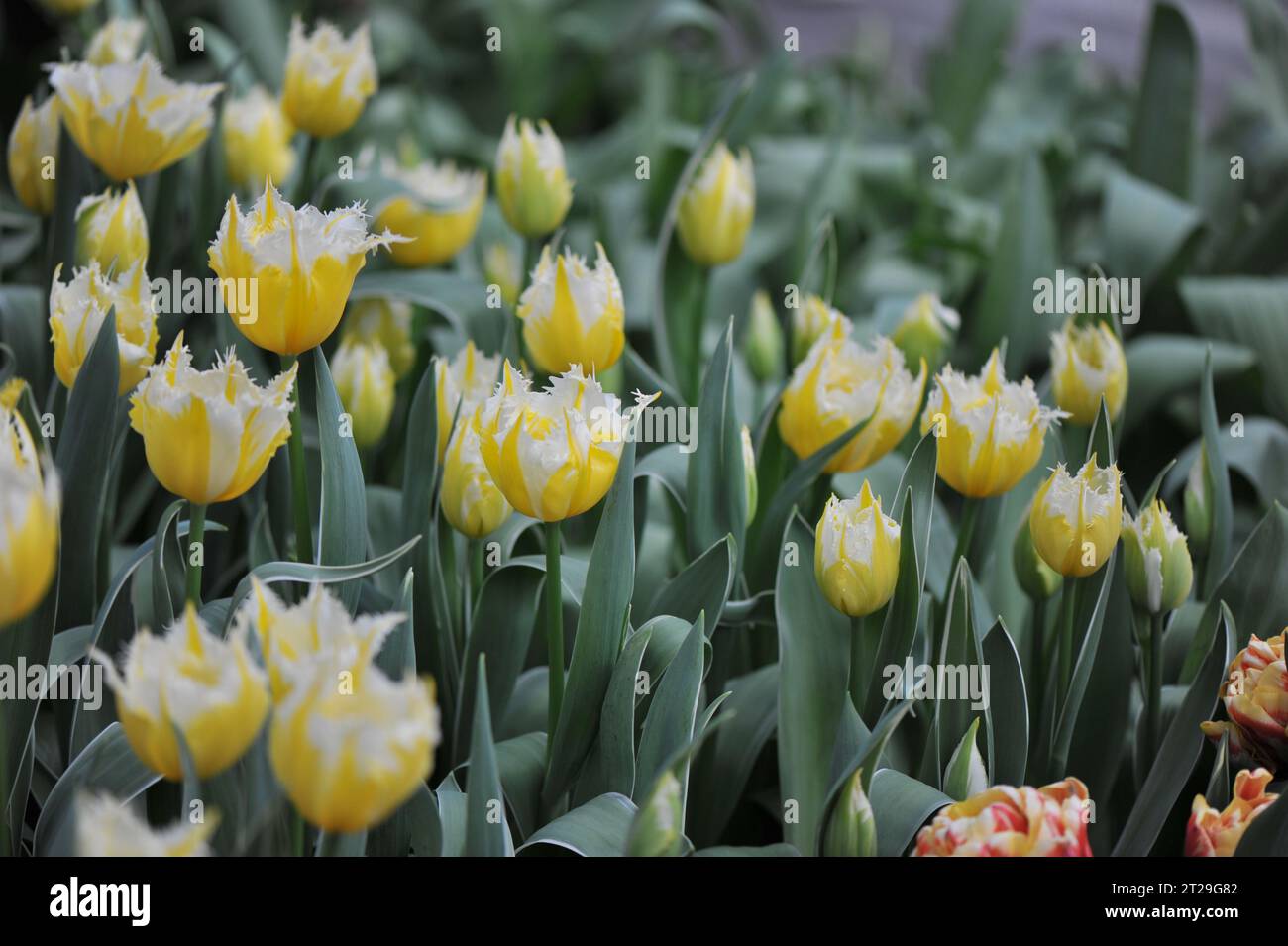 Gelb-weiß gesäste Tulpen (Tulipa) brennende Flamme blühen im April in einem Garten Stockfoto