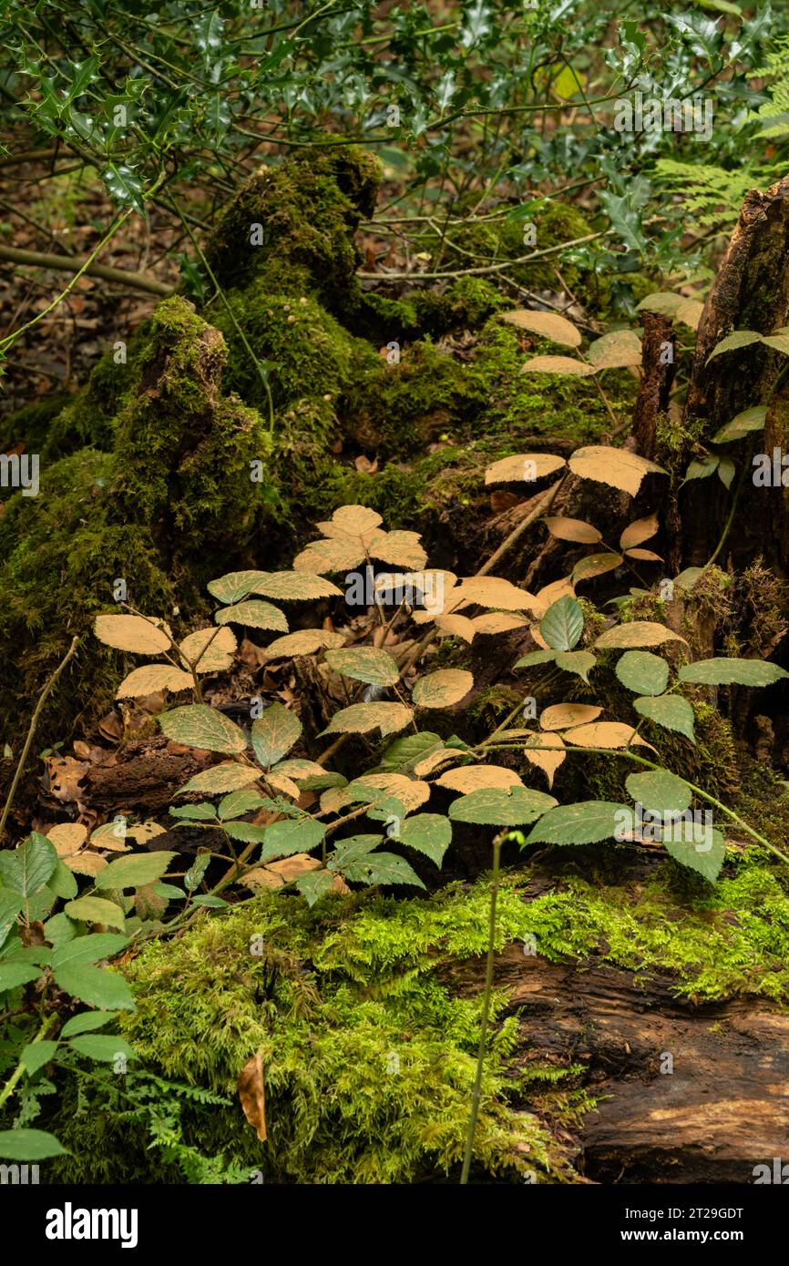 Sporen von Bracket Pilz (Ganoderma australe) auf Brombeerblättern. Sussex, Großbritannien Stockfoto