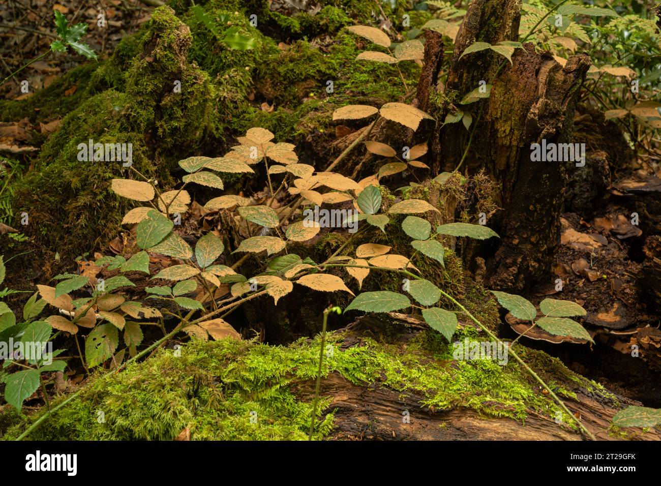 Sporen von Bracket Pilz (Ganoderma australe) auf Brombeerblättern. Sussex, Großbritannien Stockfoto