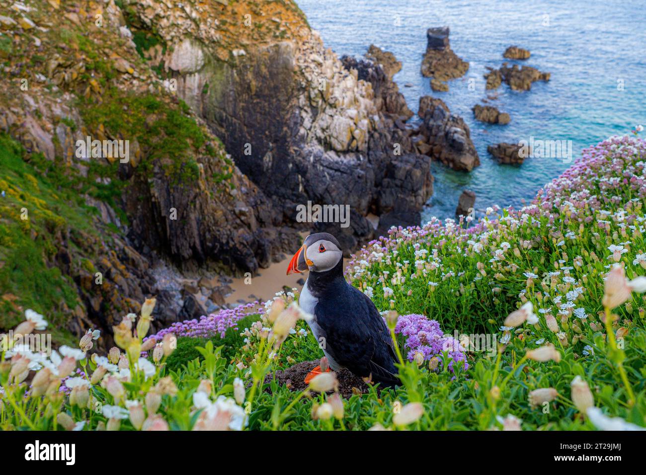 Von oben ist wilder Atlantischer Papageientaucher mit roten Schnäbeln und weißen Federn, der an der grasbewachsenen Küste in der Nähe des plätschernden Meeres in der Küstenregion Irlands sitzt Stockfoto