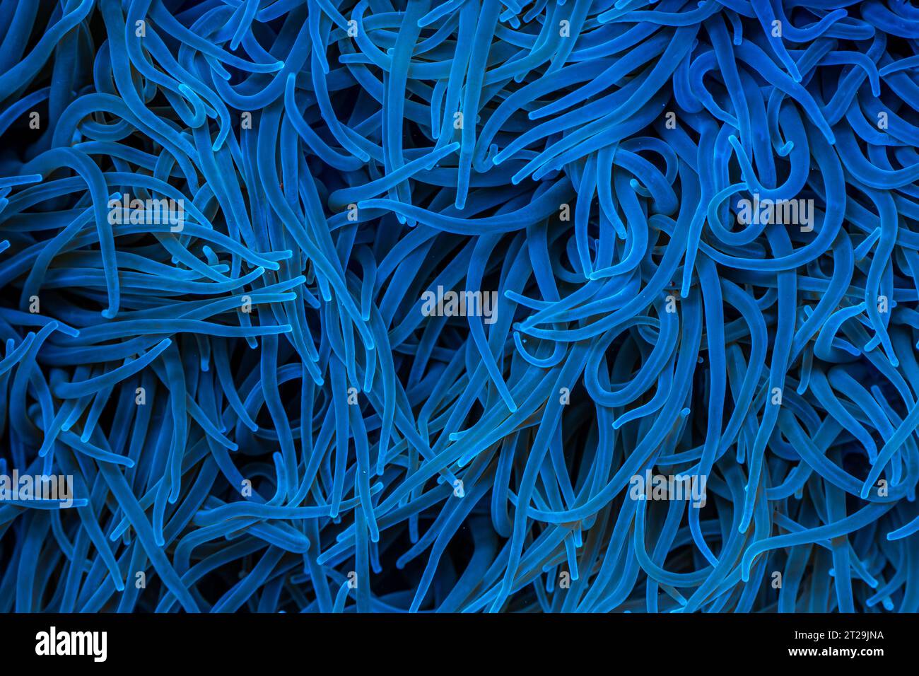 Hintergrund der Seeanemone mit blauen Tentakeln in der Tiefsee Stockfoto