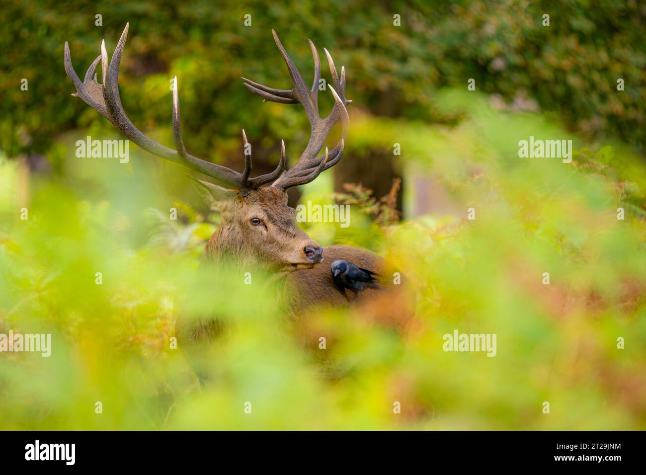 Rotwild stehen im verschwommenen Richmond Park in London, während sie wegschauen Stockfoto
