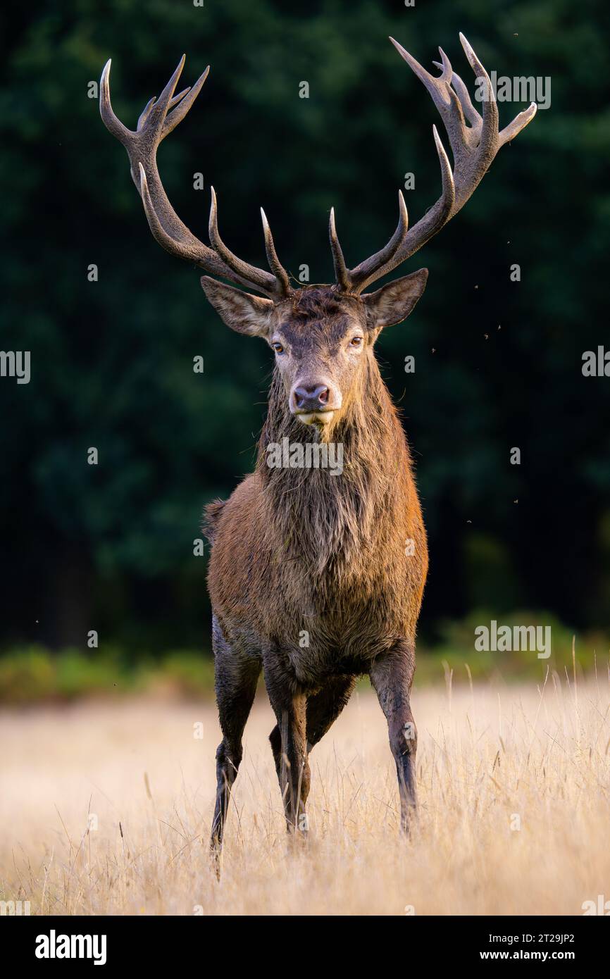 Rotwild stehen im verschwommenen Richmond Park London, während sie in die Kamera schauen Stockfoto