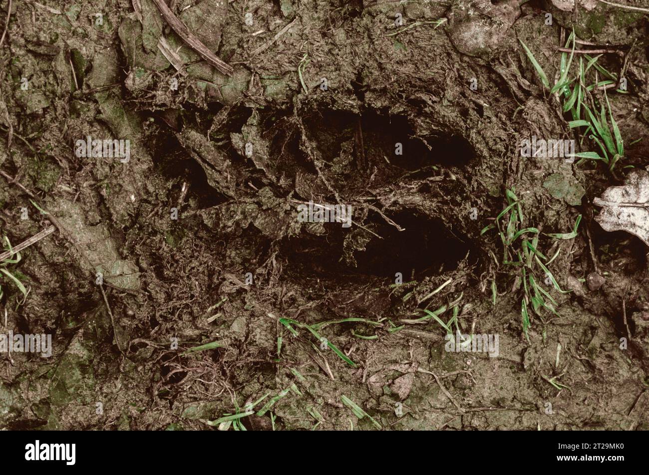 Damhirsch-Hufbahn im Schlamm | Tierfußabdruck im Schlamm mit Gras- und Bodenbeschaffenheit, Wildtier-Tracking-Konzept. Stockfoto