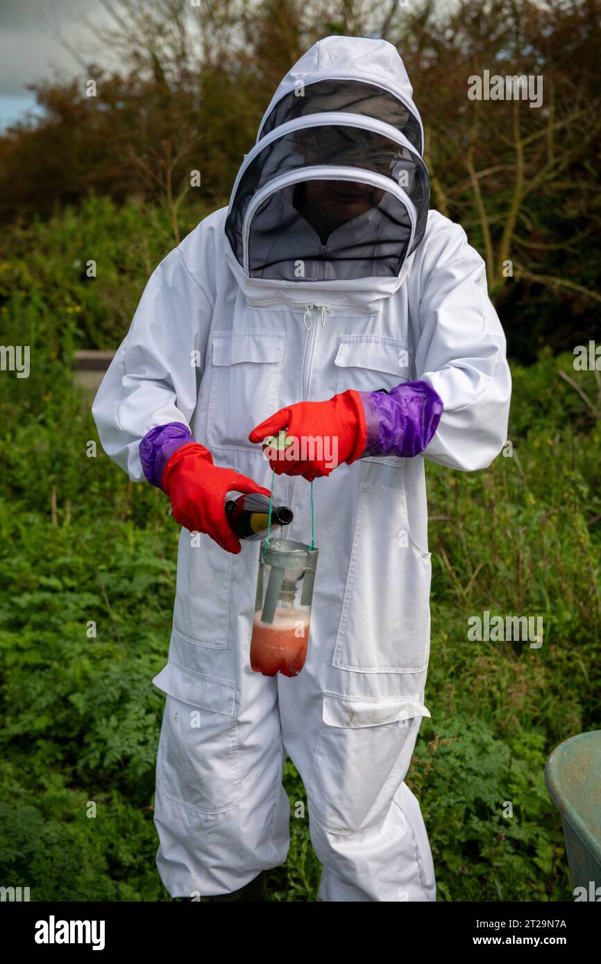 Imker geben Apfelwein in ein Glas, um Wespen anzulocken und zu ertränken, bevor sie die Bienenstöcke töten können. Wespen töten Honigbienen im Sommer zum Essen Stockfoto