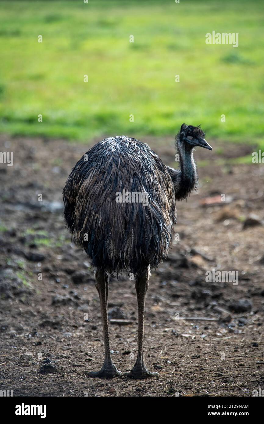 Eine emu auf der Farm in England, Wiltshire Stockfoto