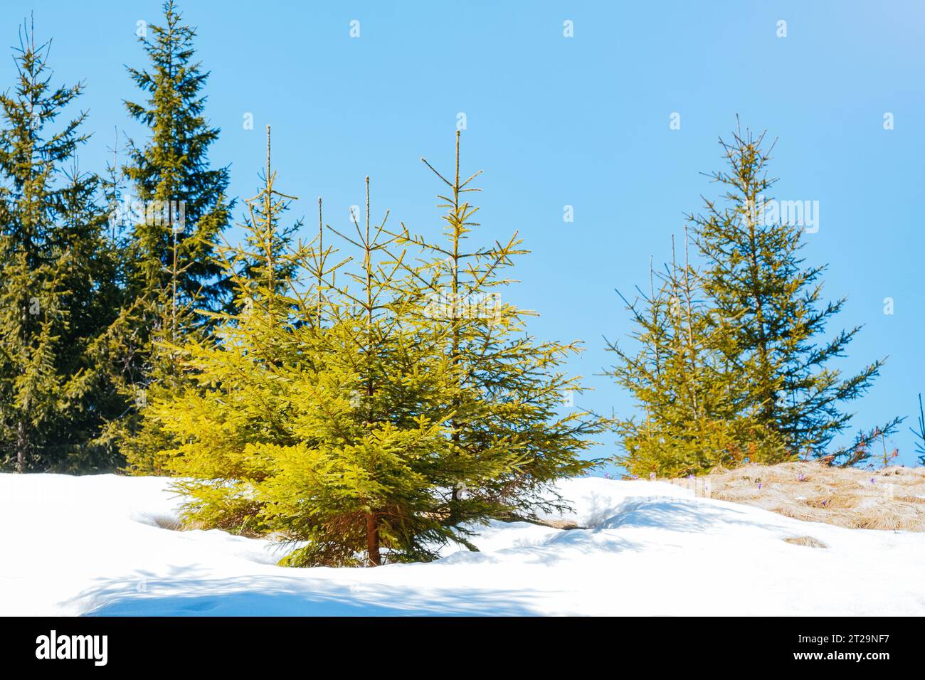 Fantastische Nadelbäume an Berghängen im Sonnenlicht. Dramatische und wunderschöne Szene. Lage Place Carpaten, Ukraine, Europa. Konzept ökologischer Prote Stockfoto