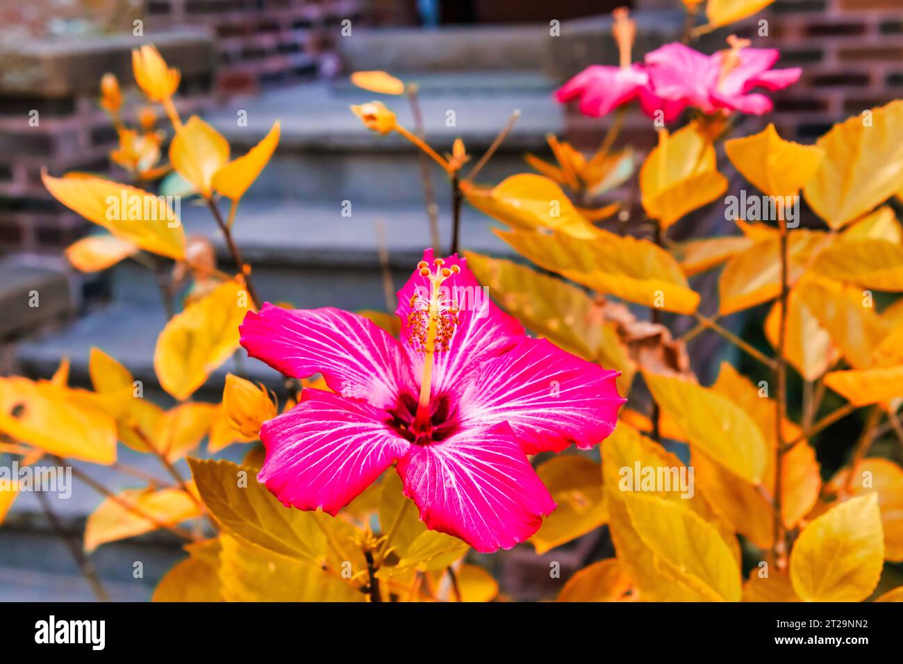 Hibiskus – Herbst Stockfoto