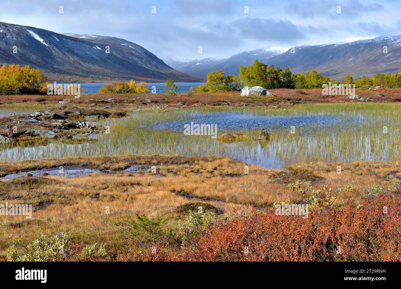 Blick auf die herbstlichen farbigen Pflanzen, die am Rande des Wassers mit Berghintergrund in Norwegen wachsen Stockfoto