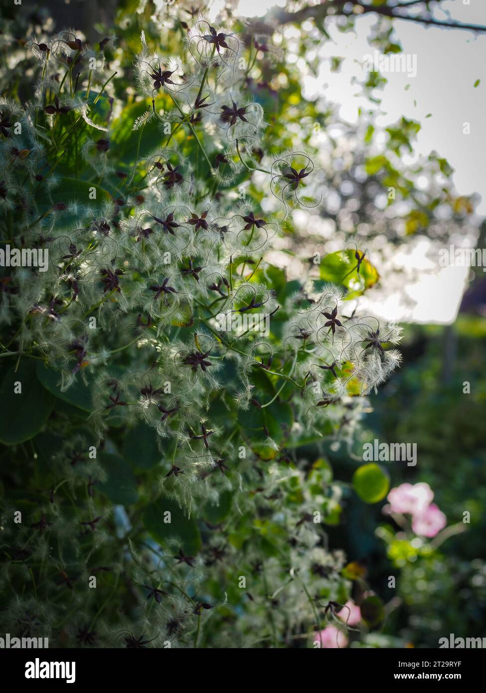 Nahaufnahme der beleuchteten flauschigen Samenköpfe einer nicht identifizierten KletterClematis bei Herbstsonne in einem britischen Hüttengarten Stockfoto