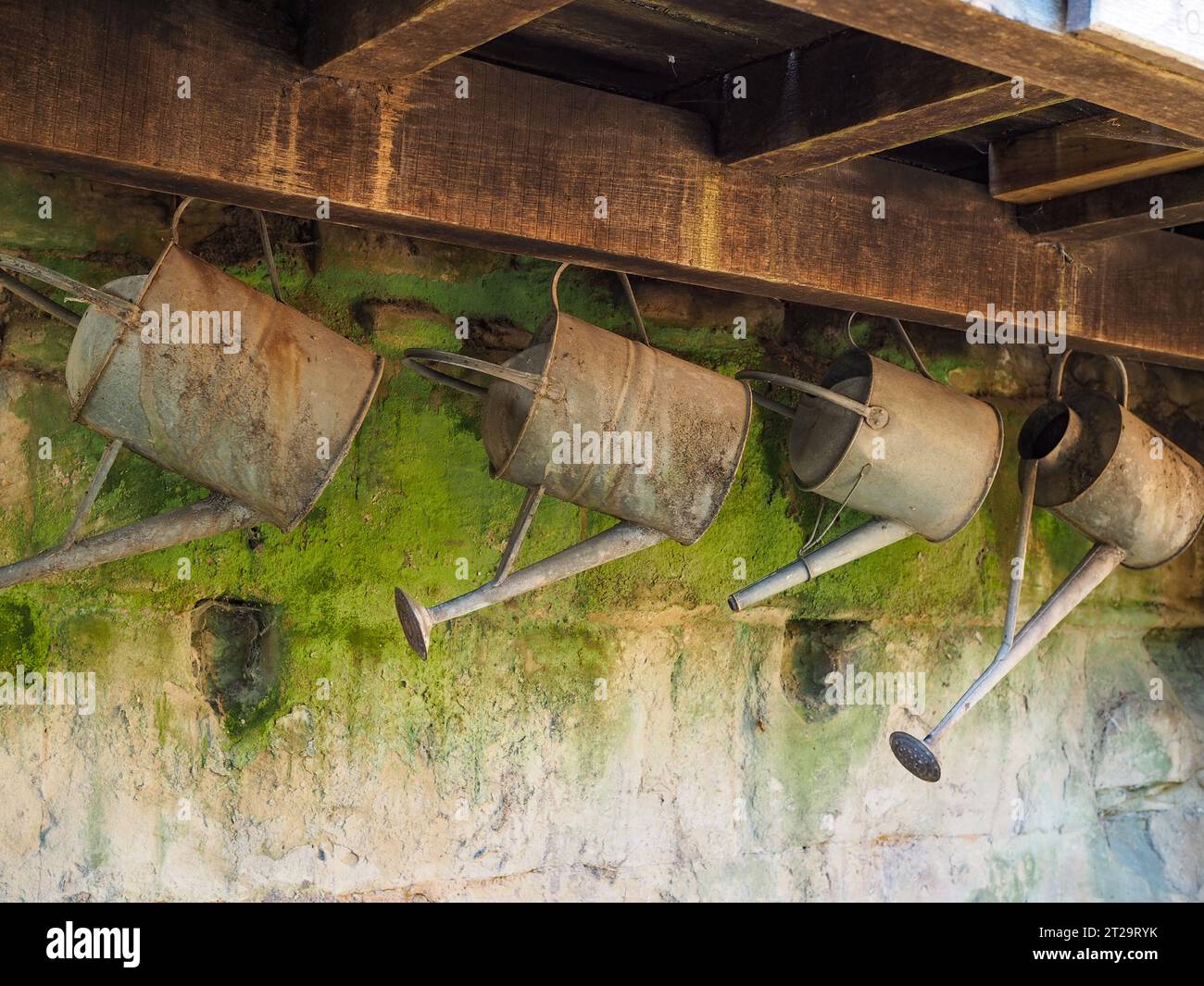 Antike galvanisierte Vintage-Gießkannen, die an einer mit Flechten bedeckten Steinmauer in einem alten englischen Garten hängen Stockfoto