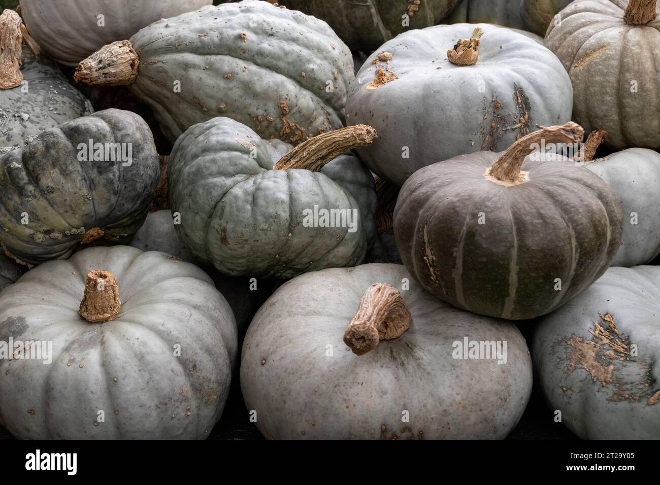 Sammlung von frisch gepflückten Kürbissen im Freien Nahaufnahme als Hintergrund Stockfoto