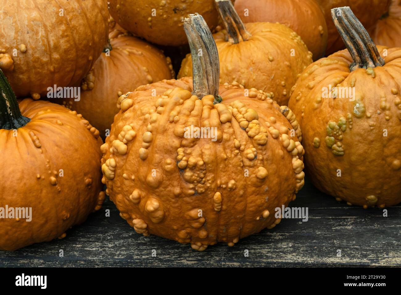 Sammlung von frisch gepflückten gewarzten Grizzlybären Kürbis draußen aus nächster Nähe Stockfoto