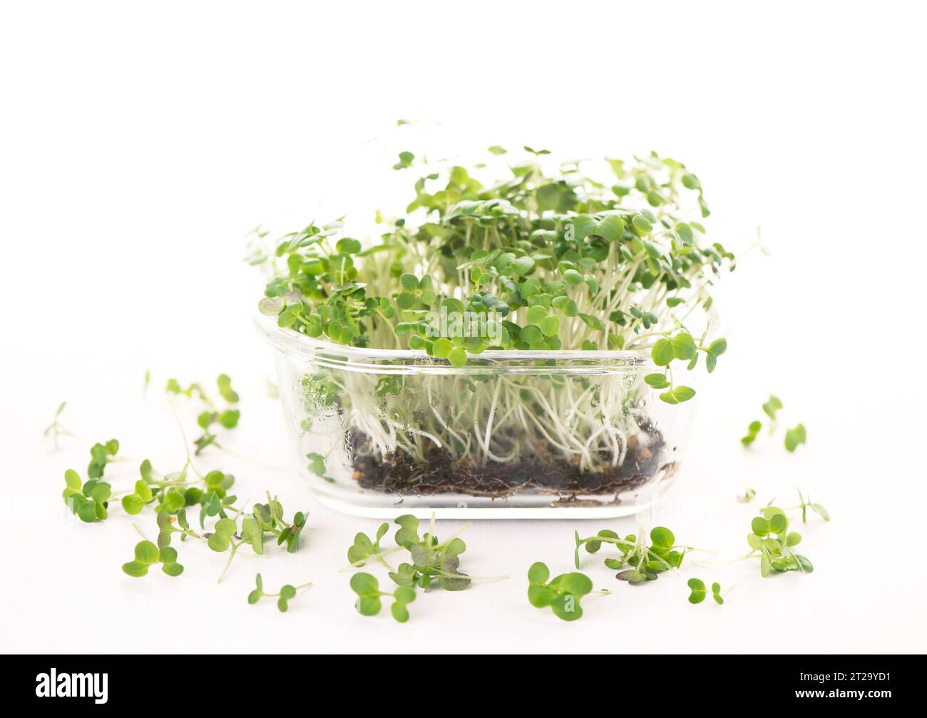 Gesundes Lebensmittelkonzept, Schachteln mit Mikrogrün, Super Food. Filzbrett mit den Worten Growing Microgreens. Stockfoto