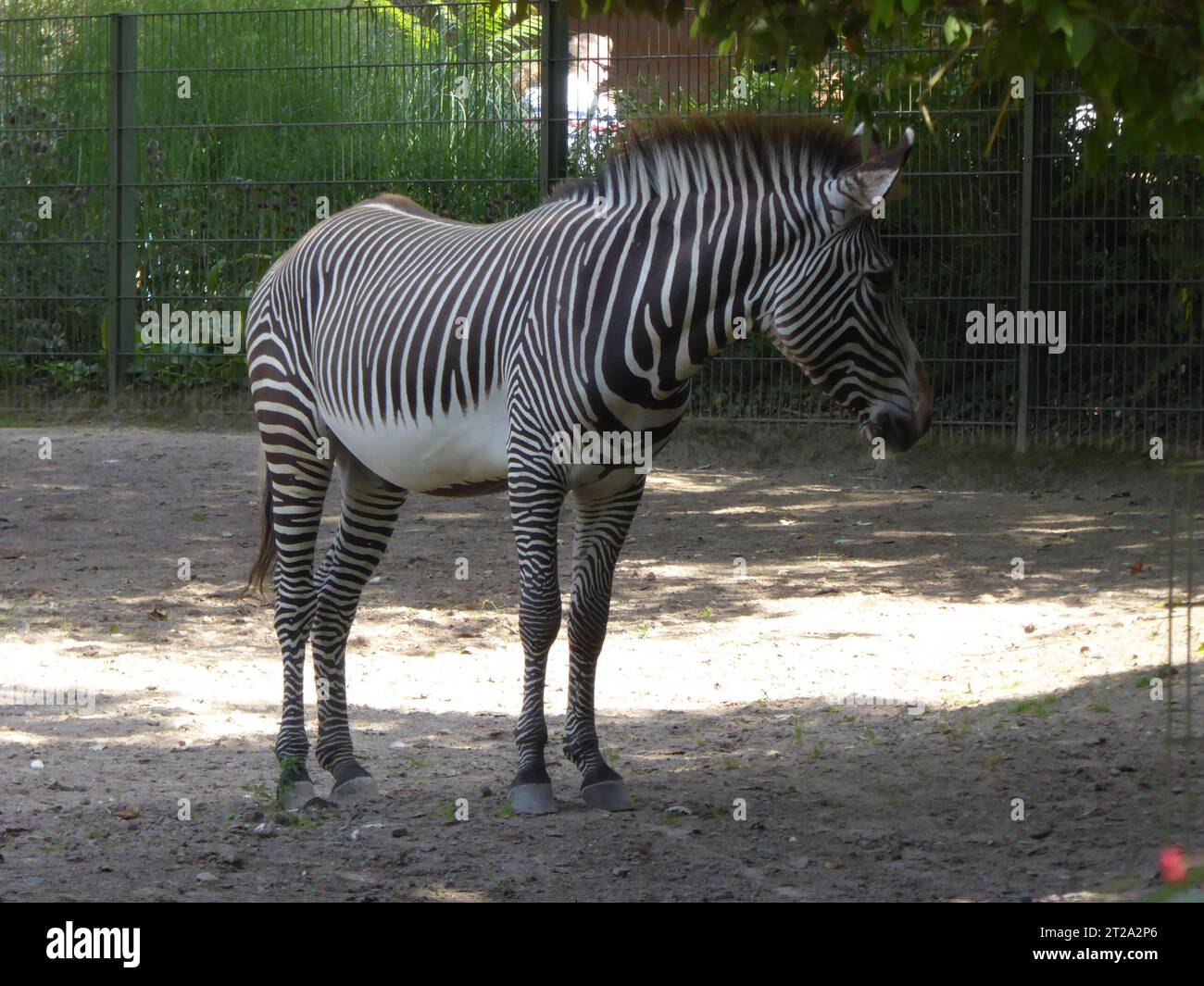 Zebra-Tierpferd Stockfoto